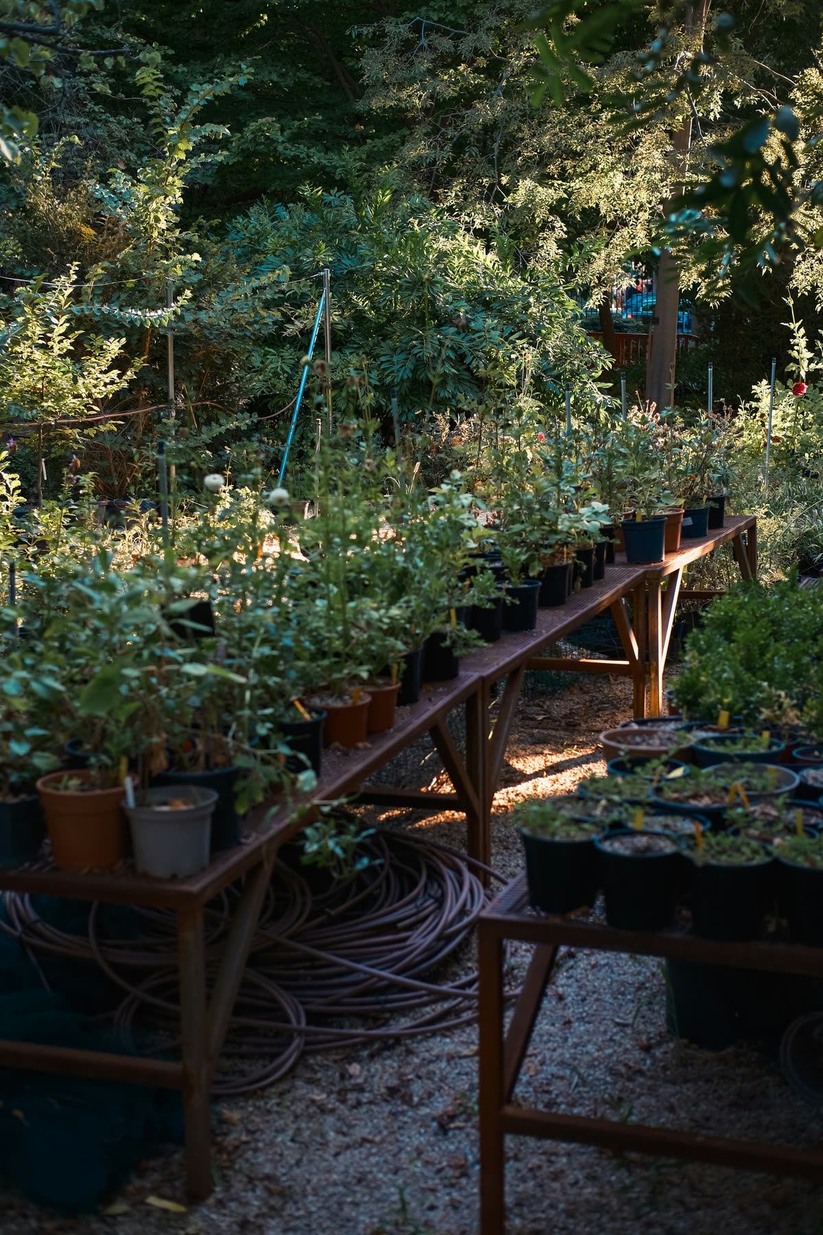 Benches of potted shrubs in the nursery yard